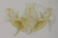 Stenoptilia zophodactyla
