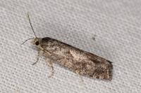 Zeiraphera griseana