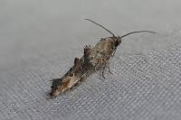 Epermenia chaerophyllella