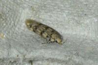 Bryotropha domestica
