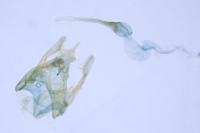 Bryotropha domestica