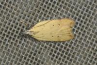 Dichomeris limosella
