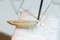 Coleophora trifariella