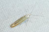 Coleophora trifariella