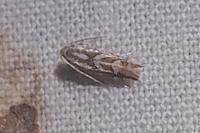Phyllonorycter