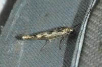 Scythris limbella