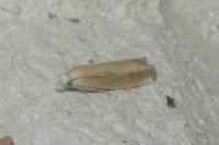 Eucosma obumbratana