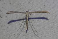 Emmelina monodactyla