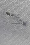 Lyonetia clerkella