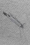 Lyonetia clerkella