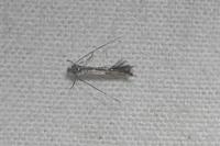 Lyonetia
