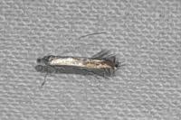 Lyonetia