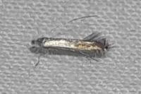Lyonetia