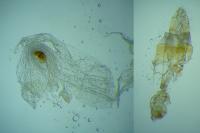Acompsia antirrhinella