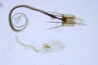 Coleophora oriolella