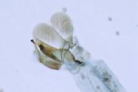 Eteobalea albiapicella