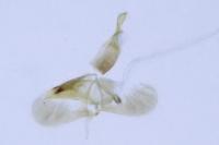 Eteobalea albiapicella