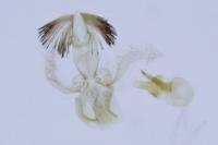 Stomopteryx remissella