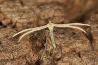 Merrifieldia tridactyla