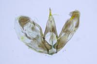 Merrifieldia tridactyla
