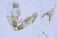 Merrifieldia tridactyla
