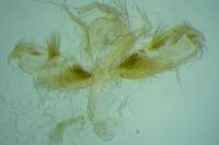 Stenoptilia
