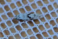 Stenolechia gemmella