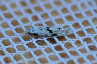 Stenolechia gemmella