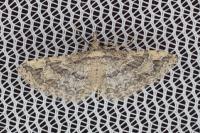 Pterotopteryx dodecadactyla