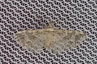 Pterotopteryx dodecadactyla