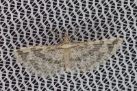 Pterotopteryx dodecadactyla