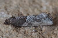 Phaneta pauperana