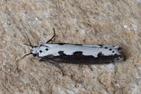 Ethmia bipunctella