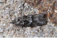 Cnephasia