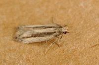 Mirificarma mulinella