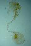 Bryotropha senectella