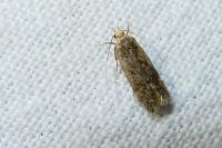 Bryotropha senectella