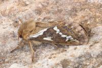 Korscheltellus lupulinus