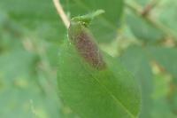 Phyllonorycter trifasciella