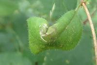 Phyllonorycter trifasciella