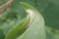 Phyllonorycter trifasciella