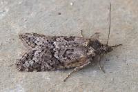 Cnephasia