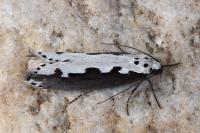 Ethmia bipunctella
