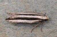 Mirificarma interrupta