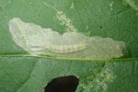 Acrolepia autumnitella