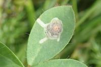 Leucoptera lotella