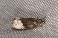 Apotomis betuletana