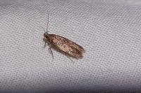 Bryotropha