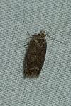 Bryotropha