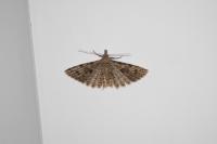 Alucita hexadactyla